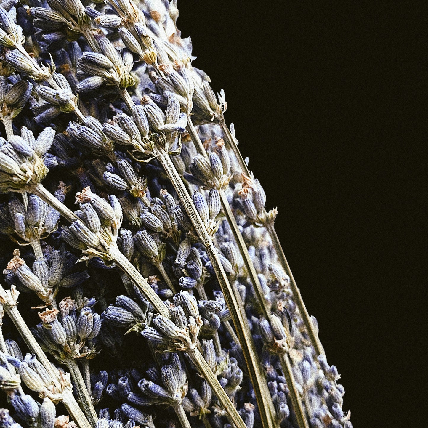 Lavender Bouquet