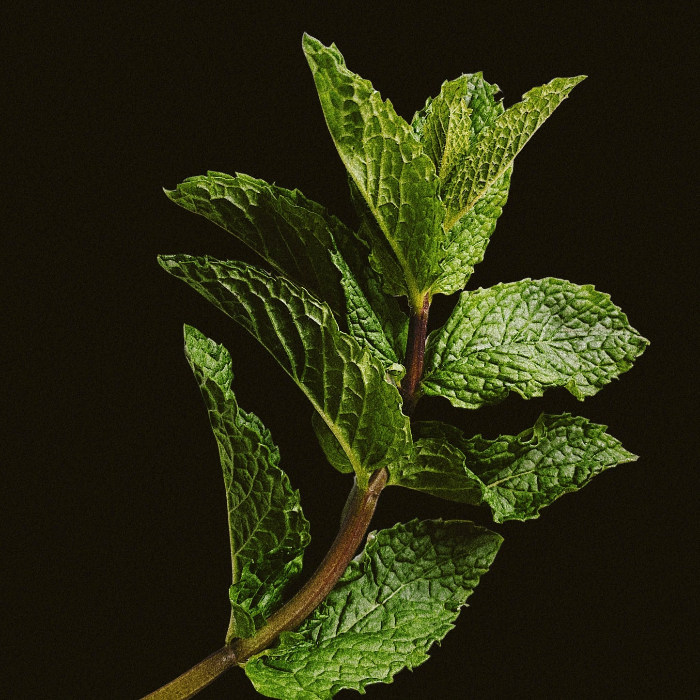 Fresh Mint (lb)